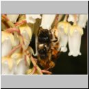 Osmia bicornis - Rote Mauerbiene 01d Paarung - Garten.jpg